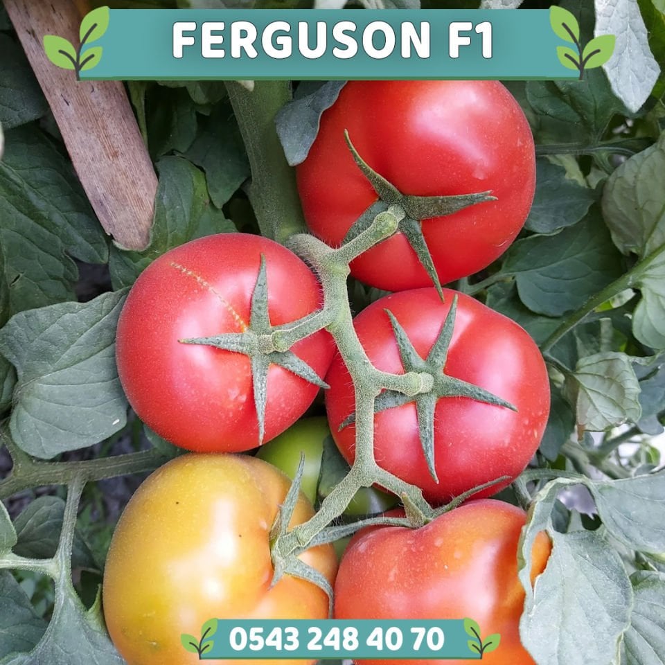 Ferguson F1 Tarlalık Tane Domates Fidesi