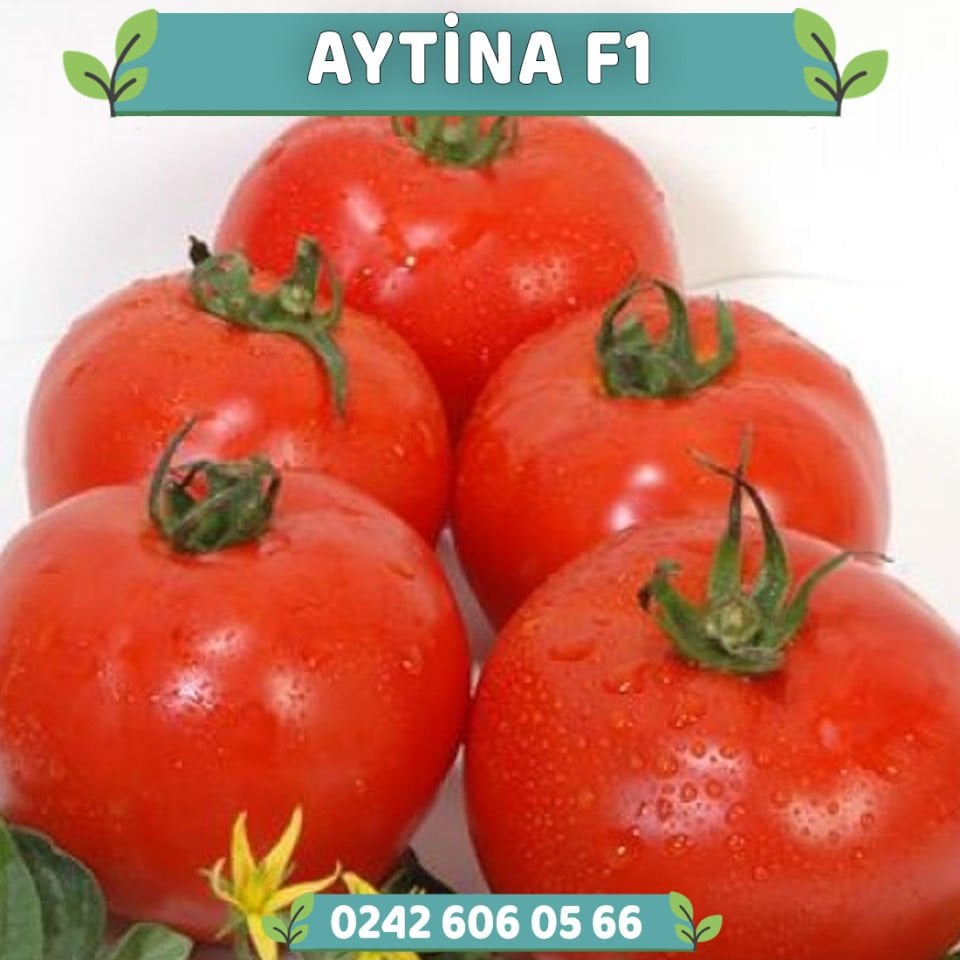 Aytina F1 Oturak Domates Fidesi
