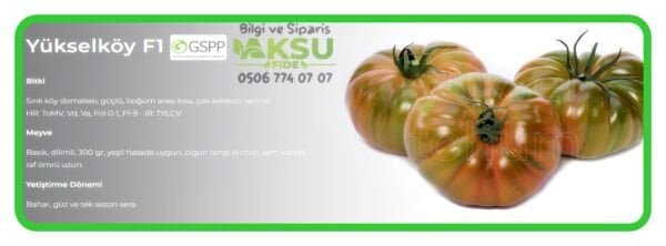 Yükselköy F1 Köy Domatesi Fidesi
