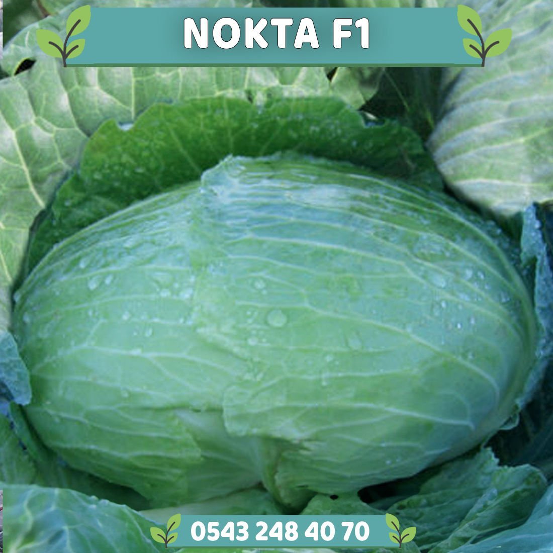 Nokta F1 80 Günlük Lahana Fidesi