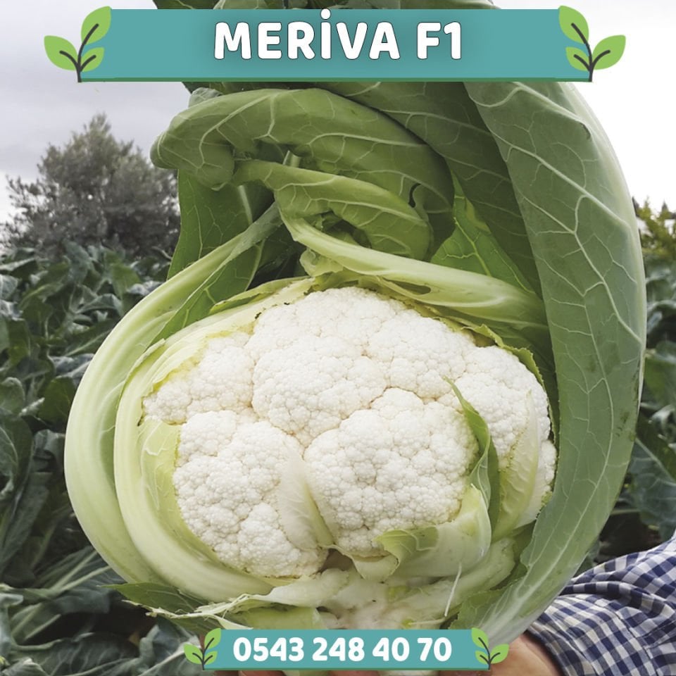 Meriva F1 110 Günlük İri Karnabahar Fidesi