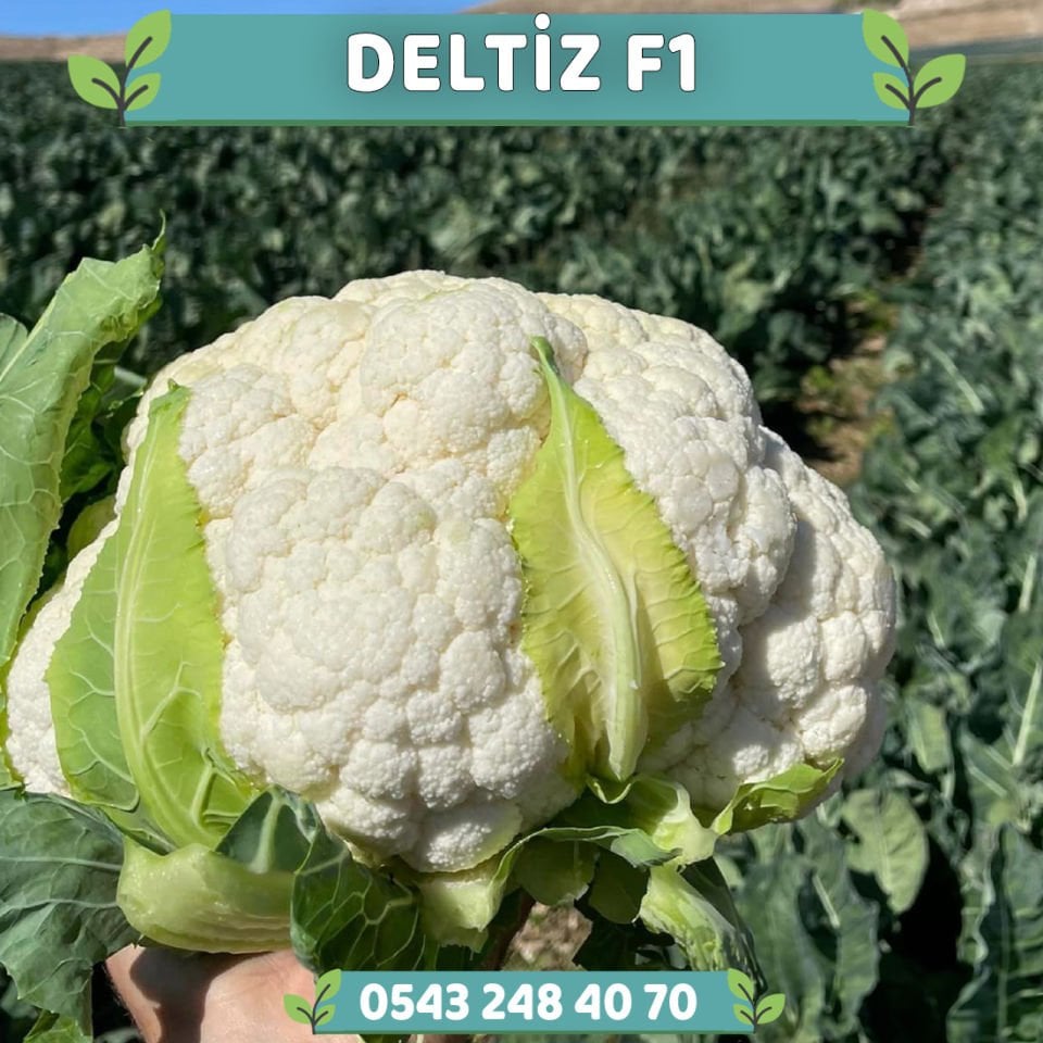 Deltiz F1 Erkenci Karnabahar Fidesi