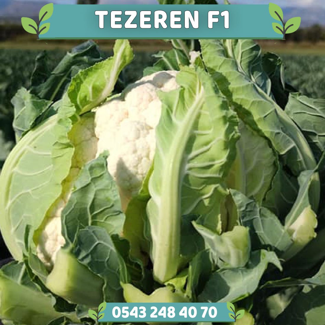 Tezeren F1 Erkenci 70 Günlük Karnabahar Fidesi