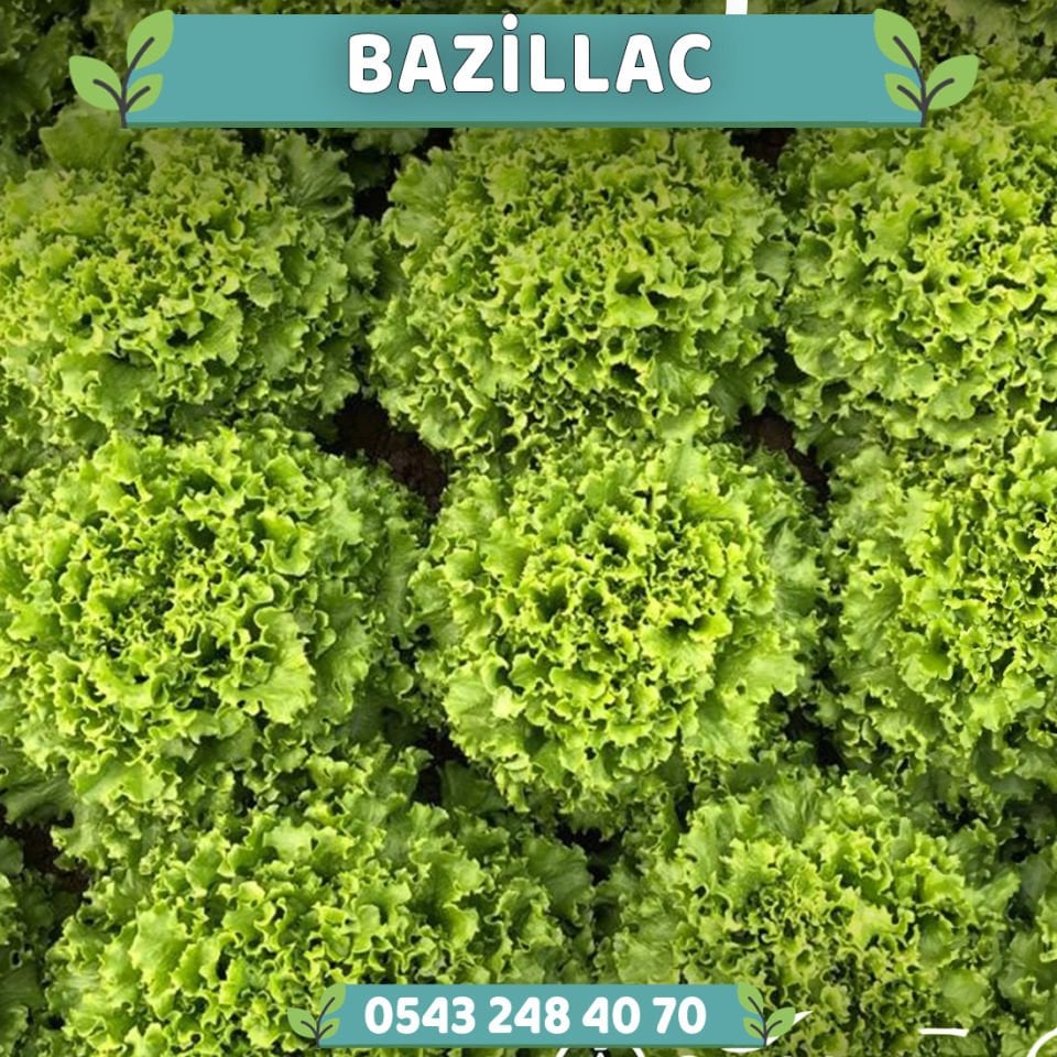 Bazillac Kıvırcık Marul Fidesi