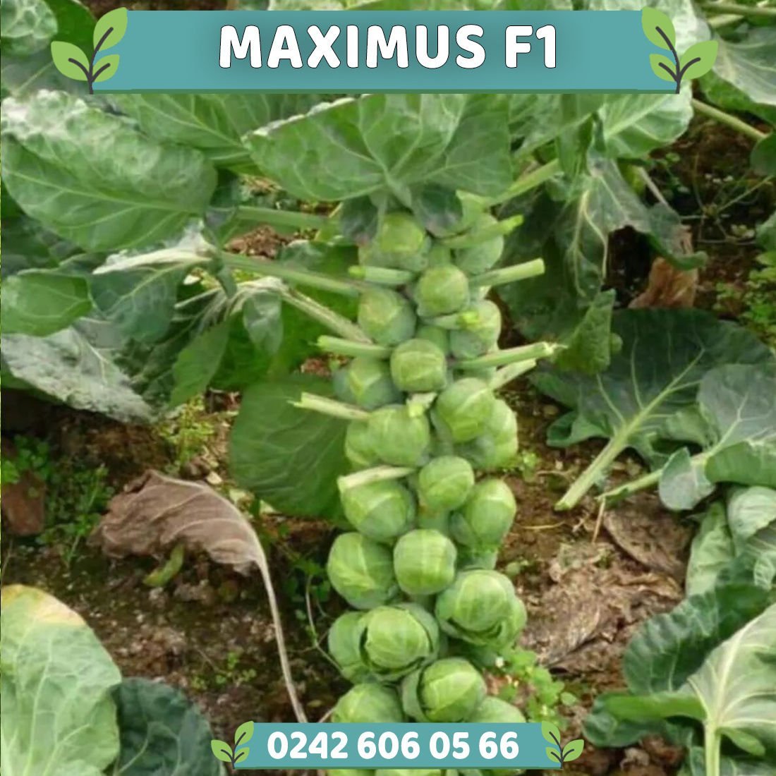 Maximus F1 Brüksel Lahanası Fidesi