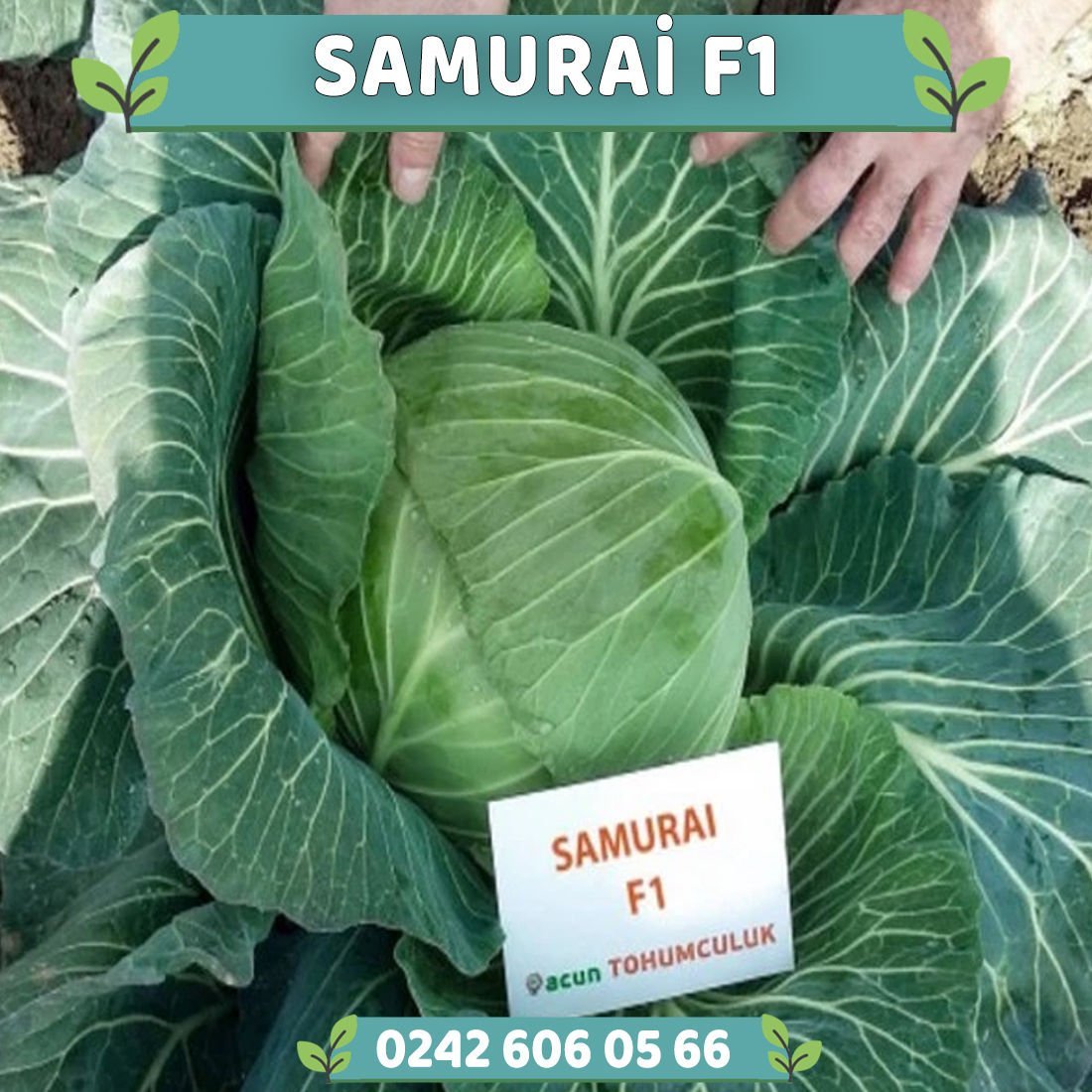 G. Samurai F1 115 Günlük Beyaz Lahana Fidesi
