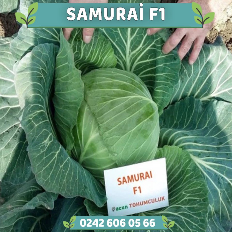 G. Samurai F1 115 Günlük Beyaz Lahana Fidesi