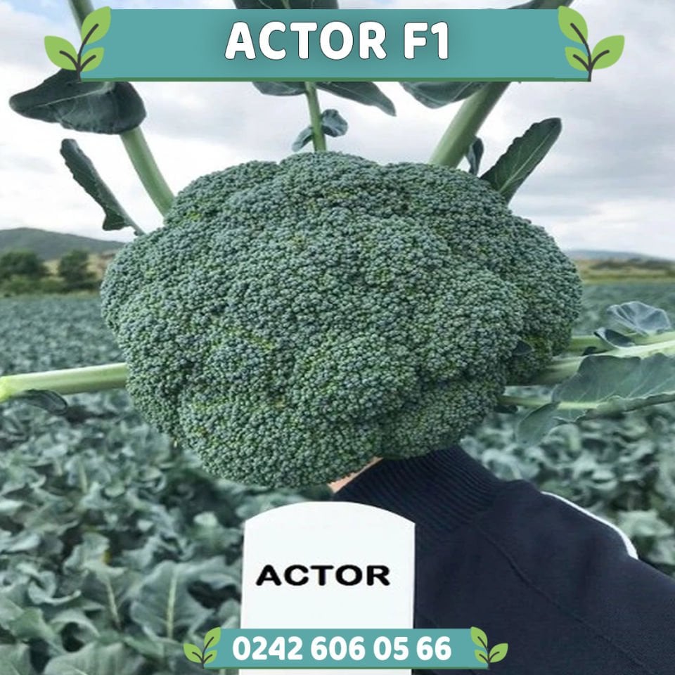 Actor F1 Güzlük Erkenci Brokoli Fidesi