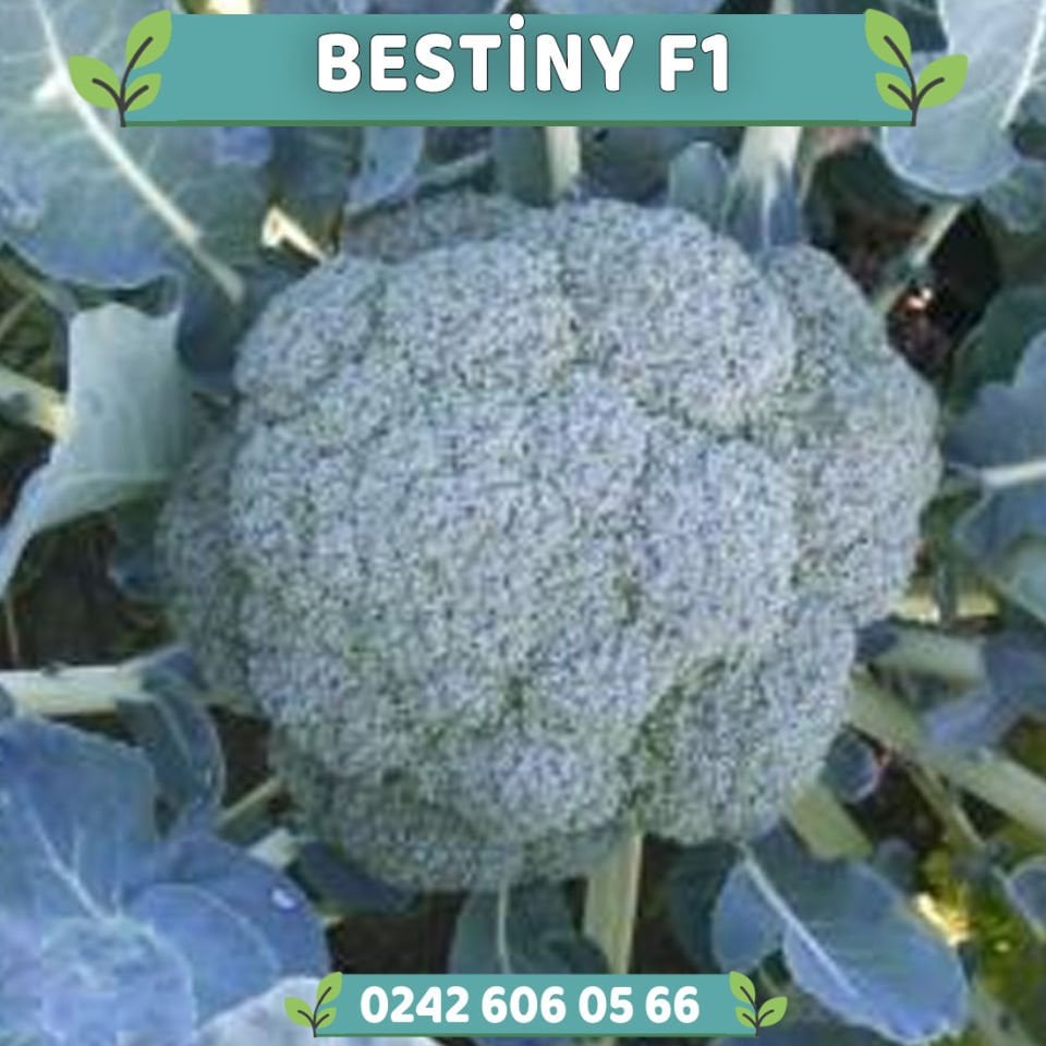 Bestiny F1 115 Günlük Brokoli Fidesi
