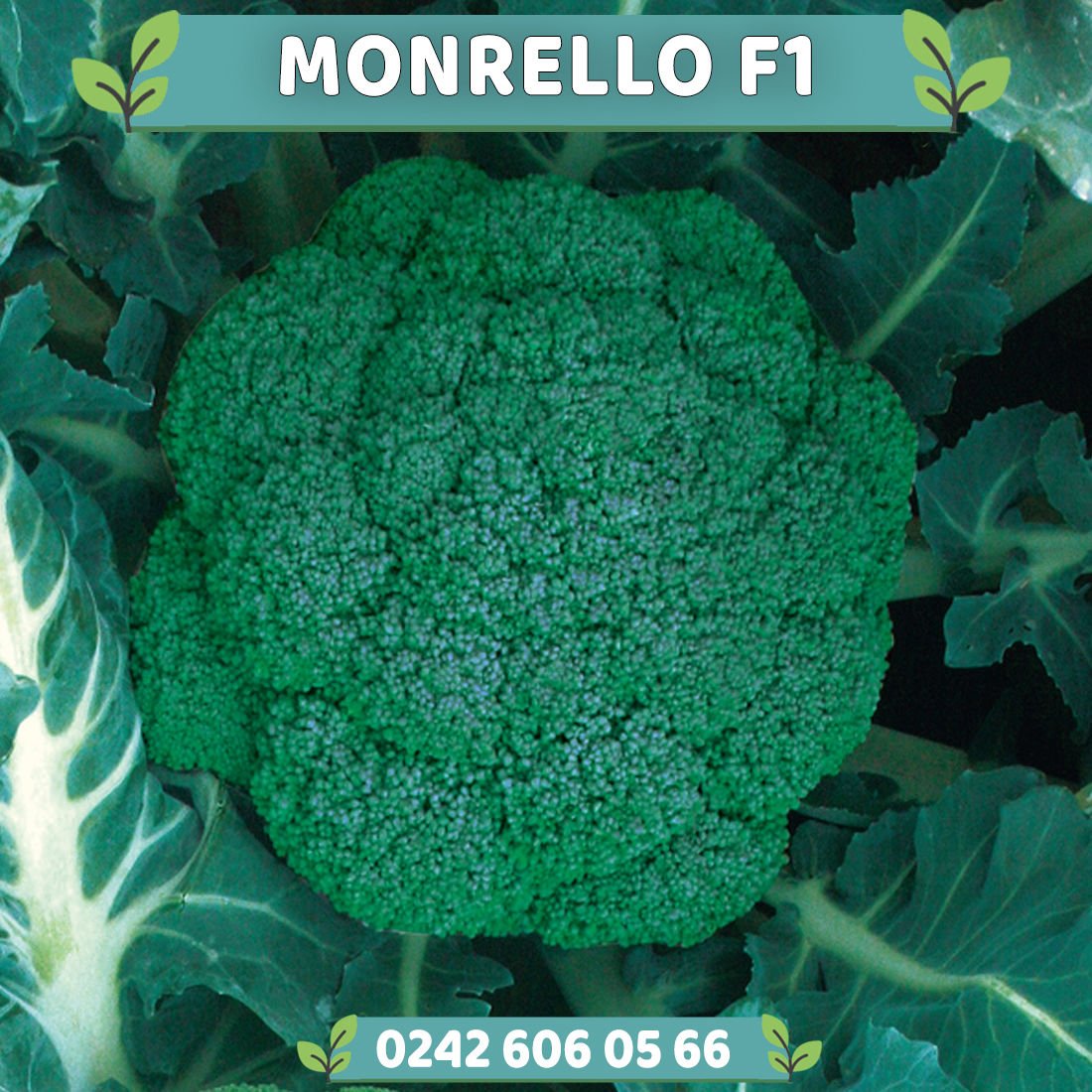 Monrello F1 80 Günlük Brokoli Fidesi