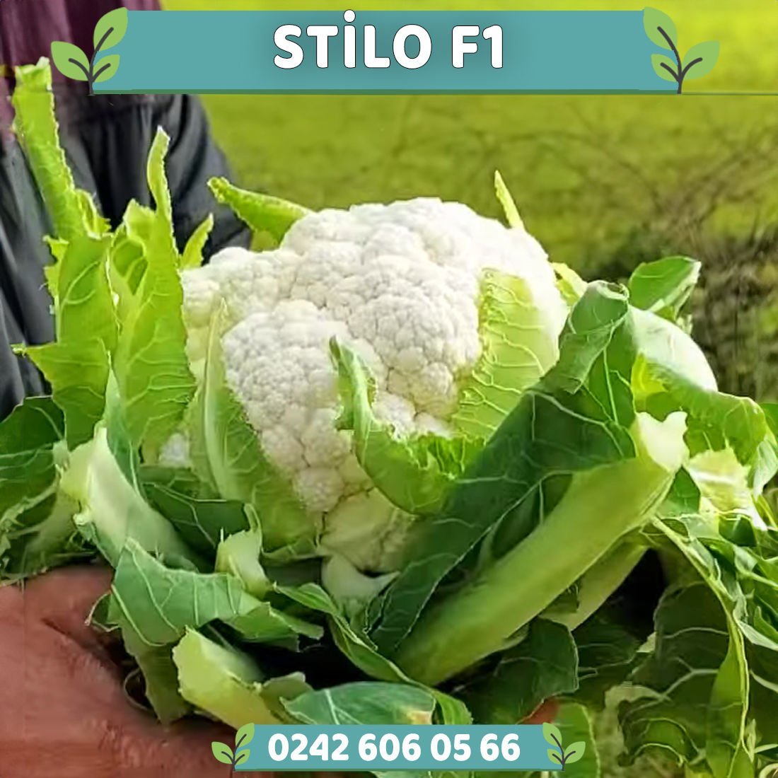 Stilo F1 Karnabahar Fidesi