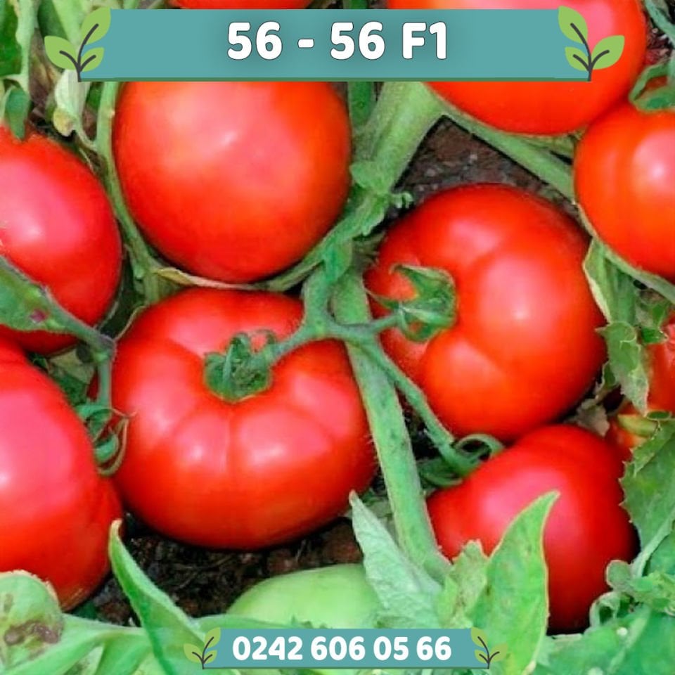 56 56 F1 Oturak Domates Fidesi