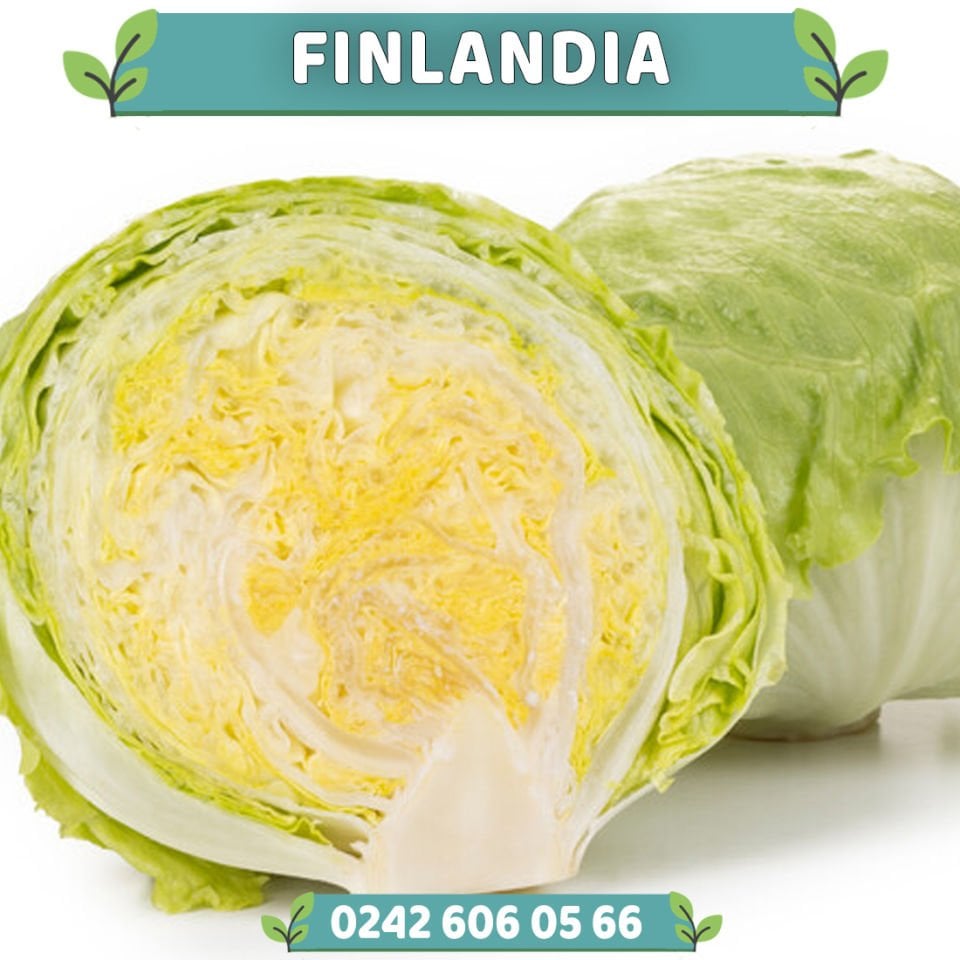 Finlandia İceberg Marul Fidesi