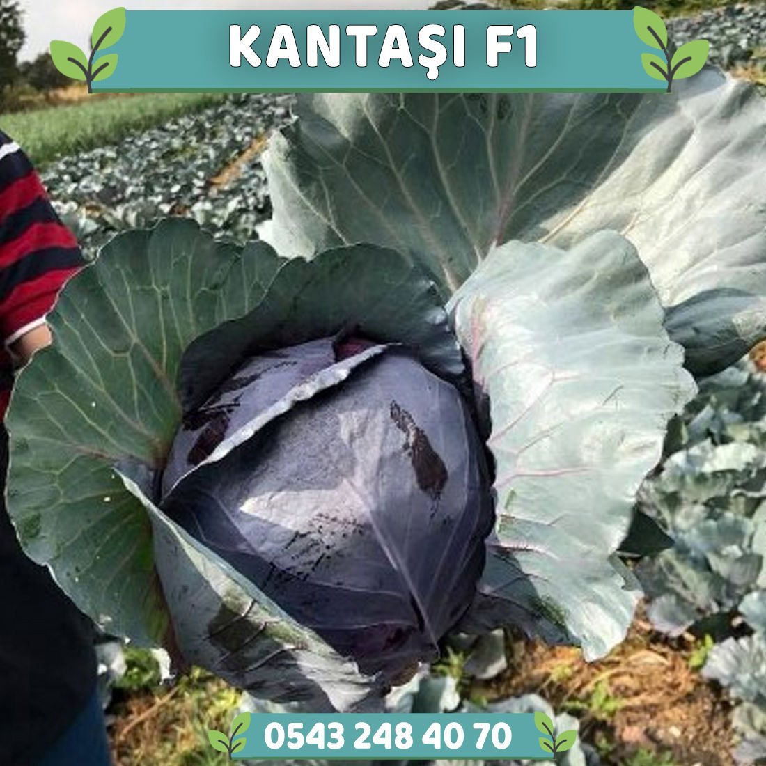 Kantaşı F1 85 Günlük Kara Lahana Fidesi