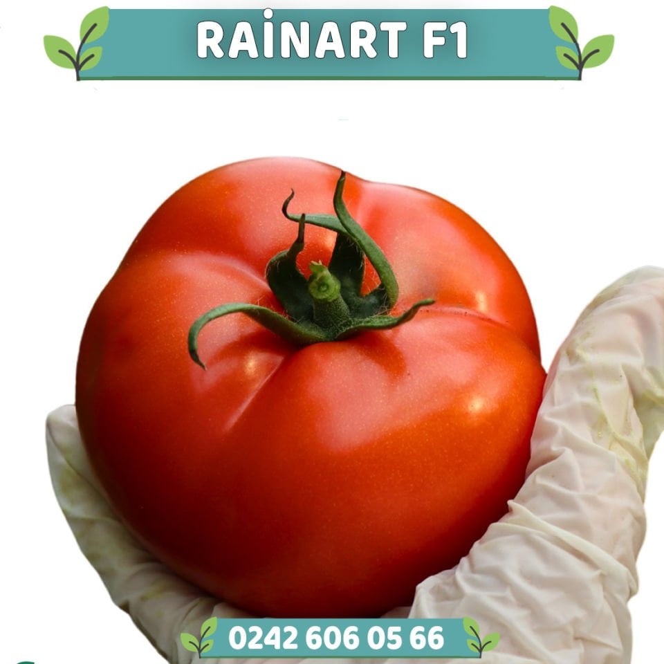 Rainart F1 Geç Güzlük Sırık Domates Fidesi