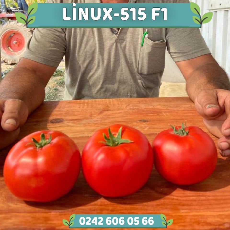Linux-515 F1 Oturak Domates Fidesi