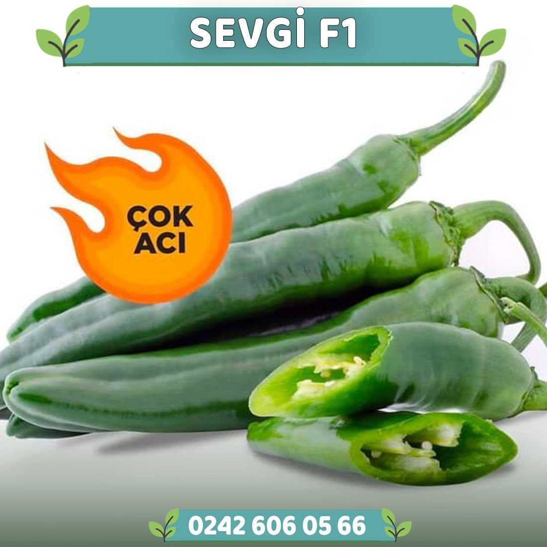 Asi F1 Acı Hatay Biberi Fidesi