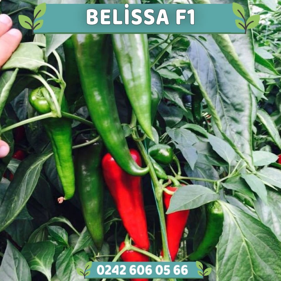 Belissa F1 Kapya Biber Fidesi