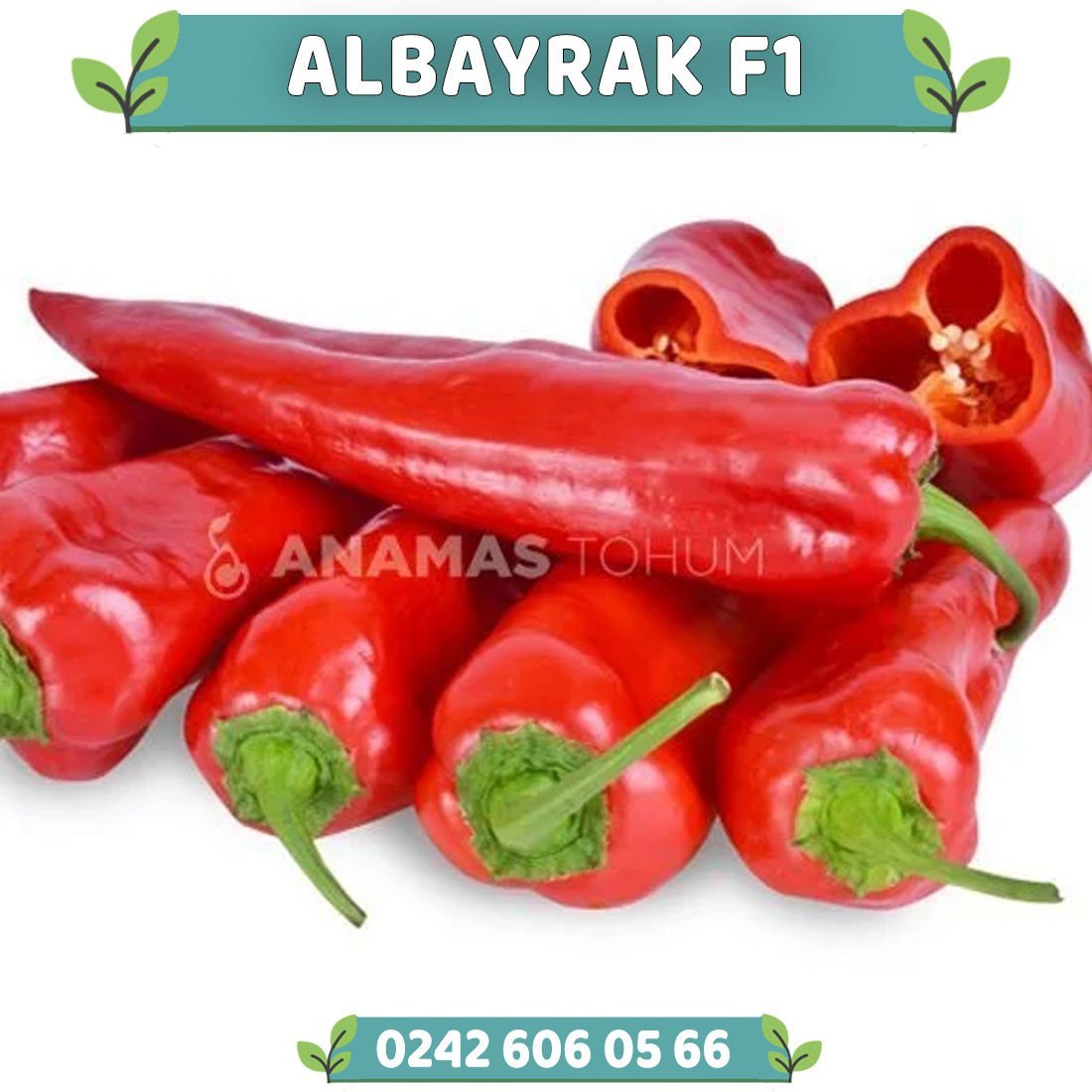Albayrak F1 Kapya Biber Fidesi