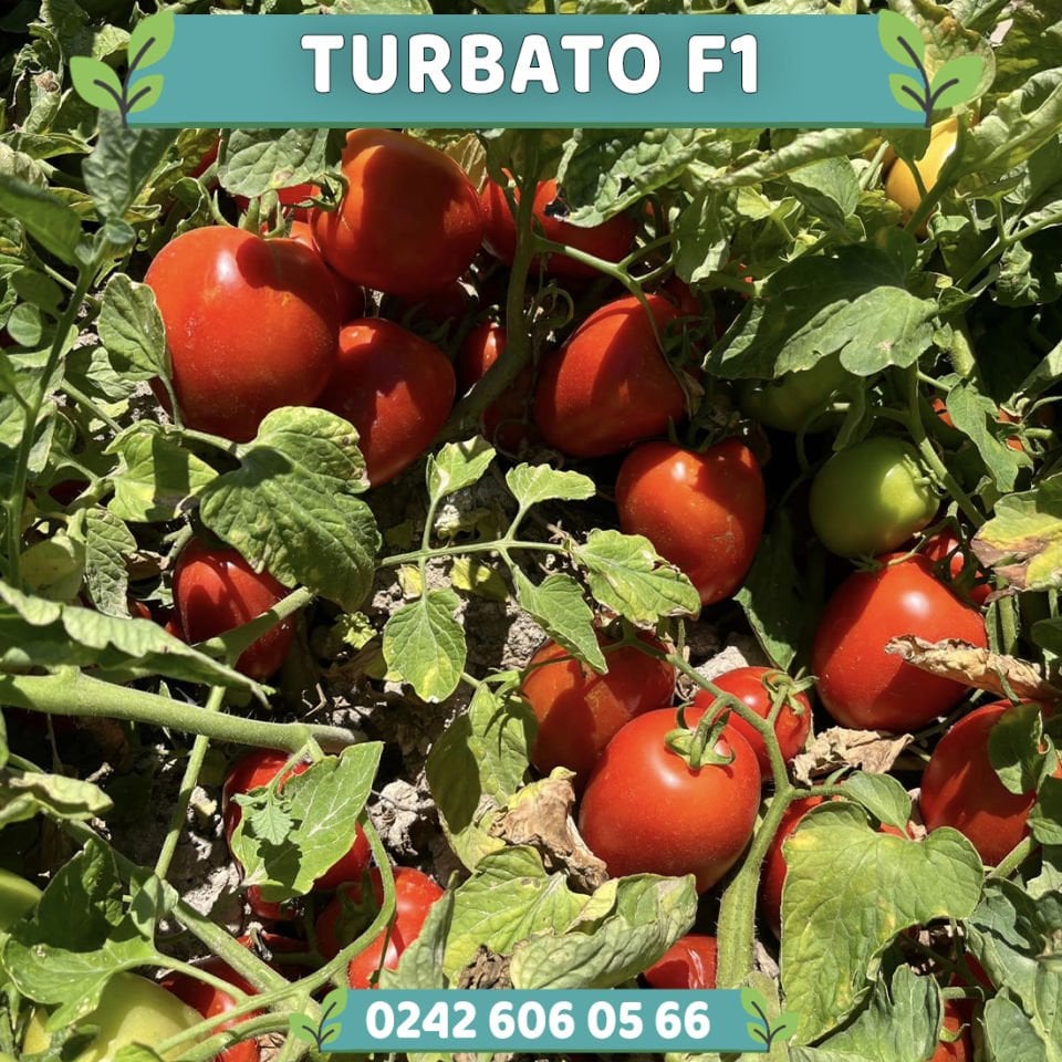 Turbata F1 Roma Tipi Domates Fidesi