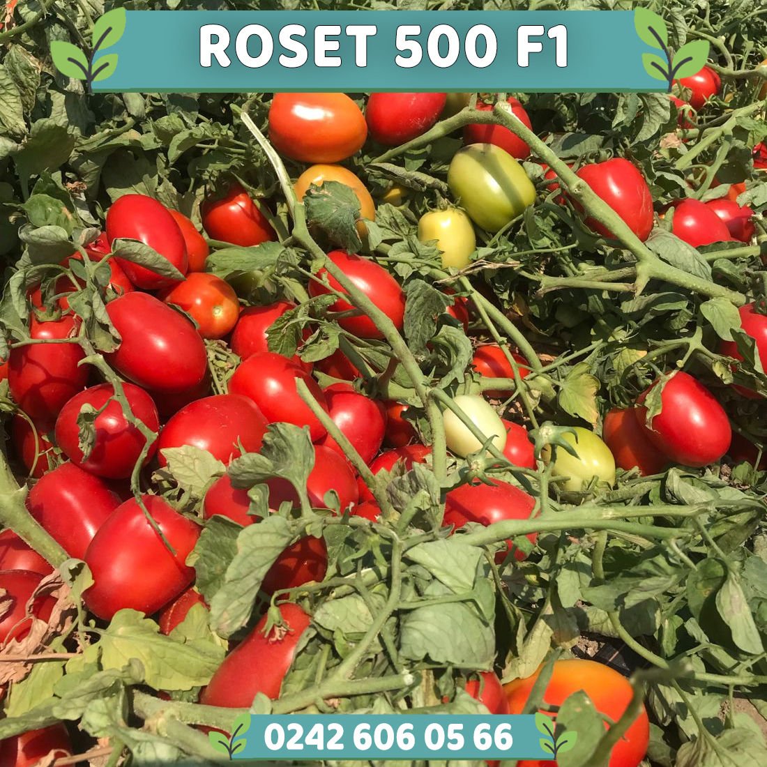 Roset 500 F1 Sanayilik Domates Fidesi