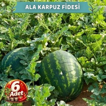 6 Adet Ala Karpuz Fidesi
