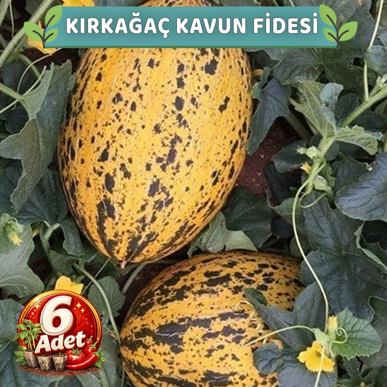 6 Adet Kırkağaç Kavun Fidesi
