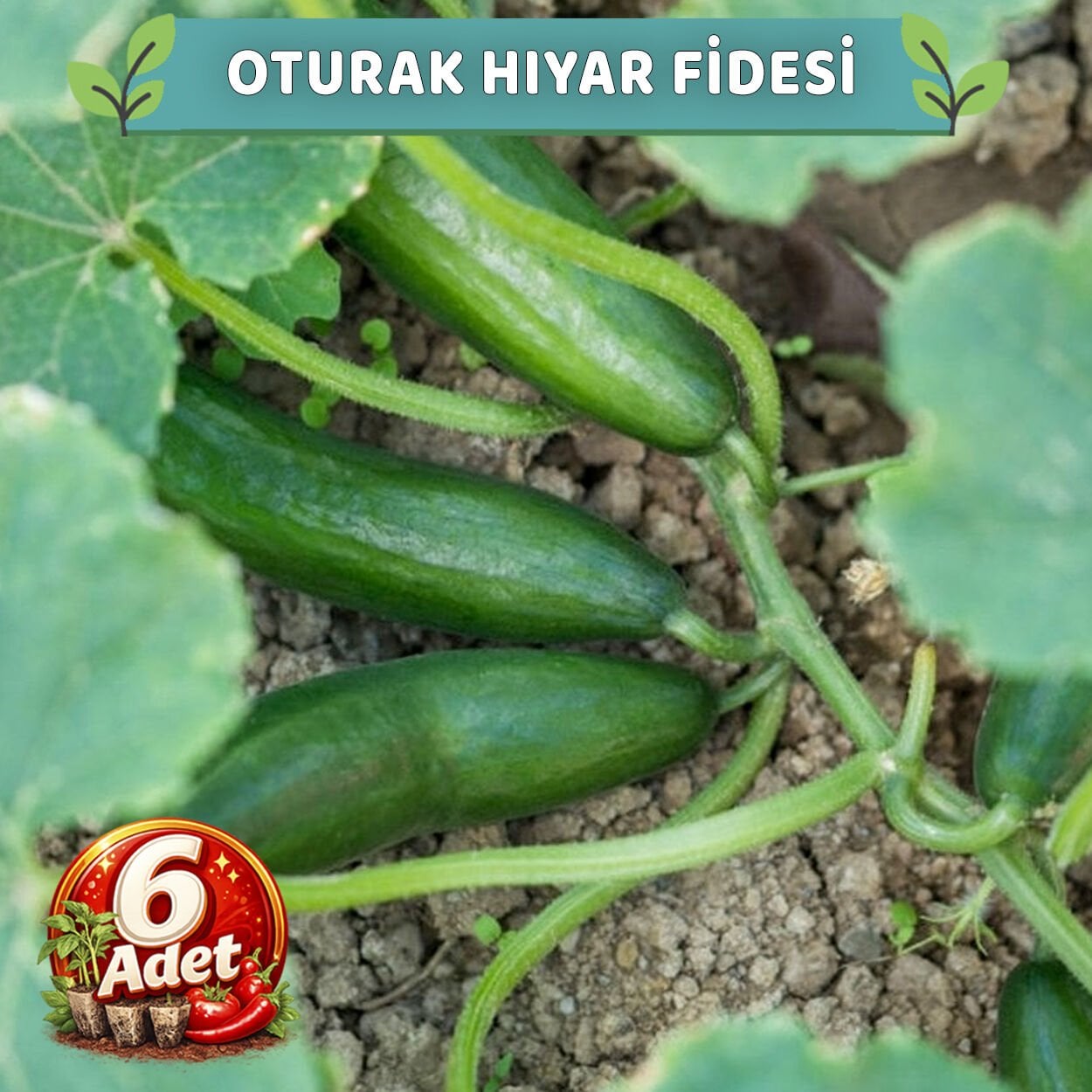 6 Adet Oturak Hıyar Fidesi