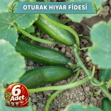 6 Adet Oturak Hıyar Fidesi