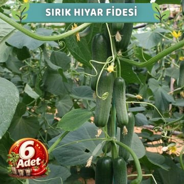 6 Adet Sırık Hıyar Fidesi