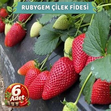 6 Adet Rubygem Çilek Fidesi
