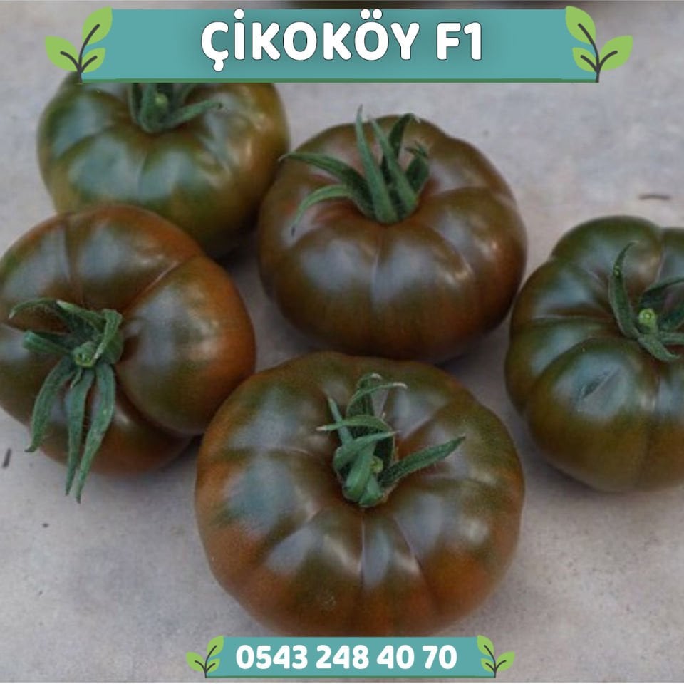 Çikoköy F1 Kahverengi Köy Domatesi Fidesi