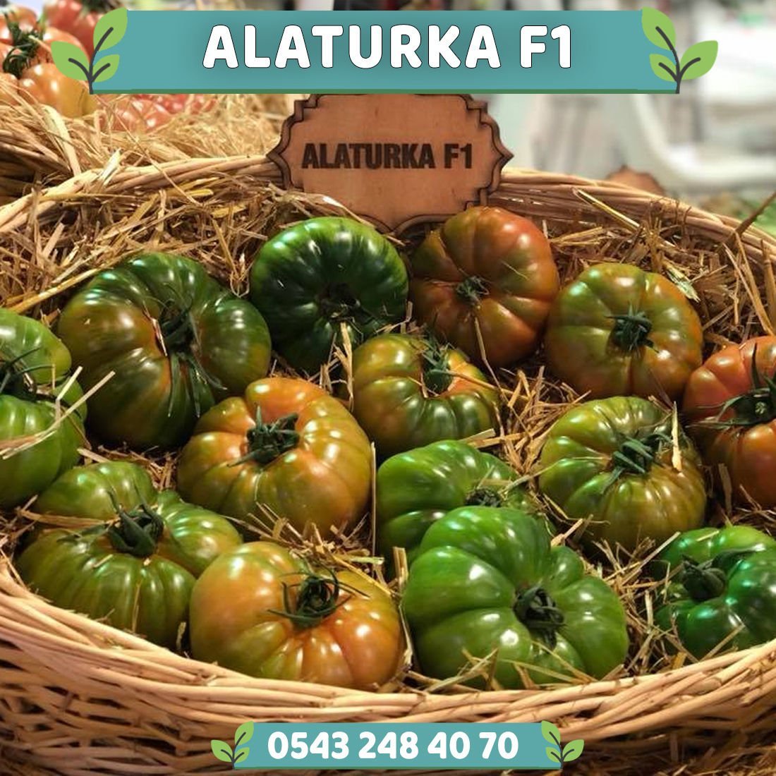 Alaturka F1 - Sırık Köy Domatesi Fidesi