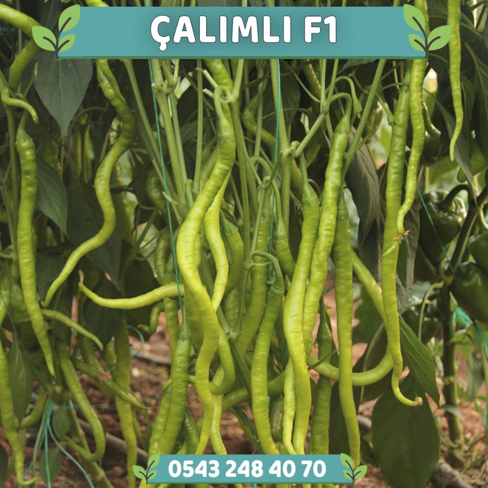 Çalımlı F1 - Tatlı Kıl Biber Fidesi