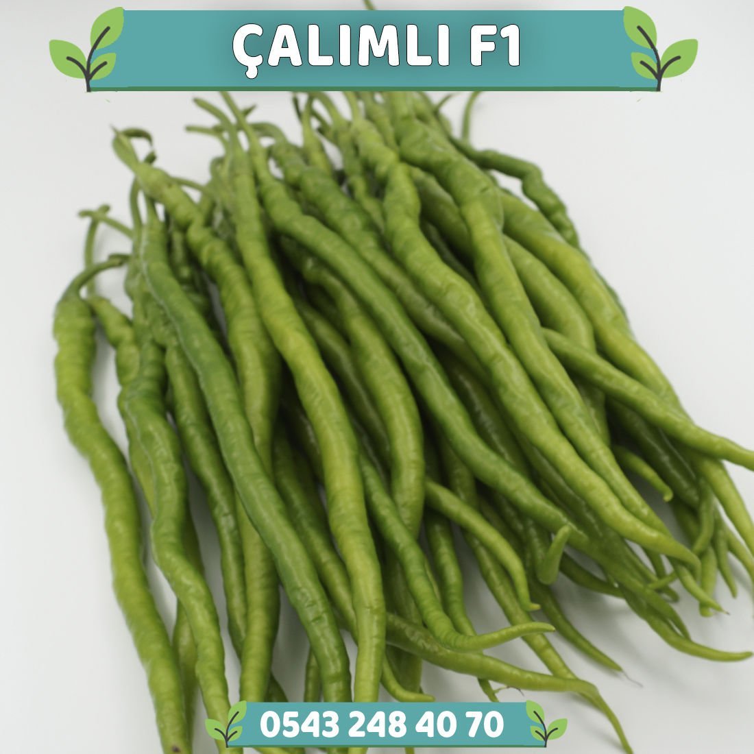 Çalımlı F1 - Tatlı Kıl Biber Fidesi