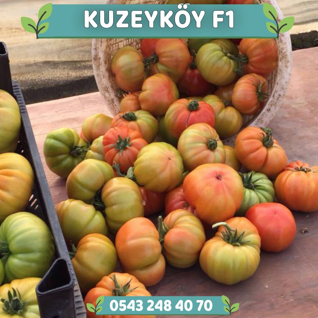 Kuzeyköy F1 - Köy Domatesi Fidesi