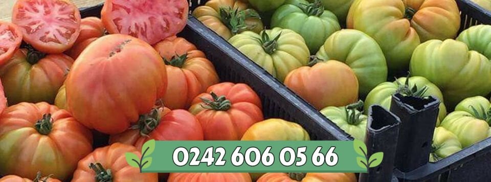 Kuzeyköy F1 - Köy Domatesi Fidesi