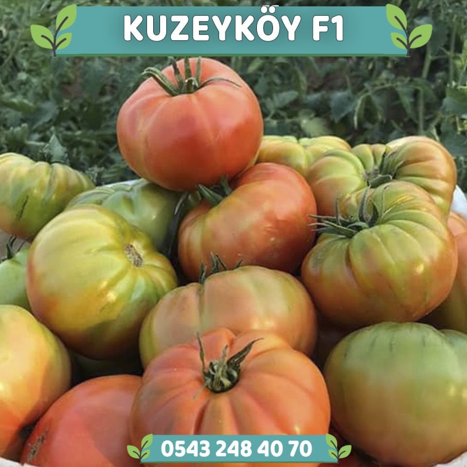 Kuzeyköy F1 - Köy Domatesi Fidesi