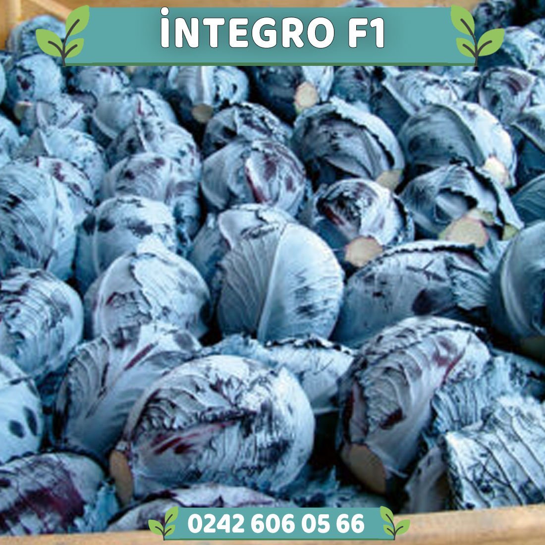 İntegro F1 Kırmızı Lahana Fidesi