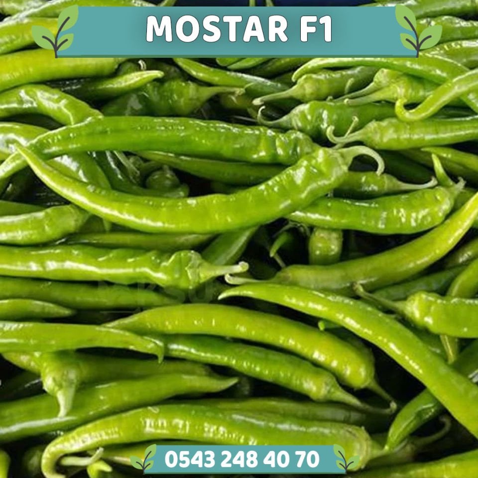 Mostar F1 Sivri Biber Fidesi