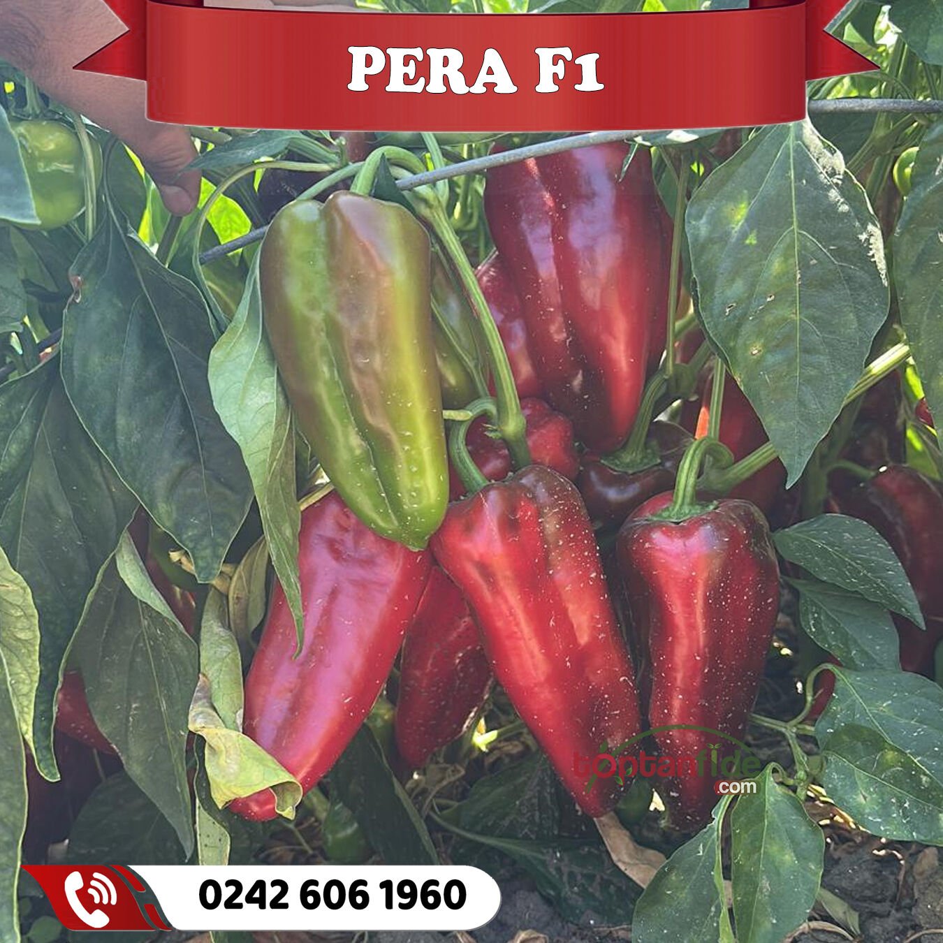 Pera F1 Kapya Biber Fidesi