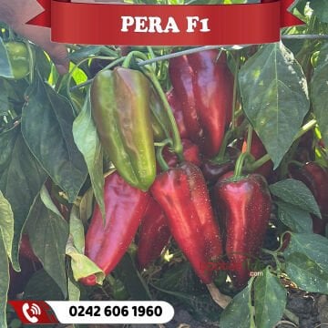 Pera F1 Kapya Biber Fidesi