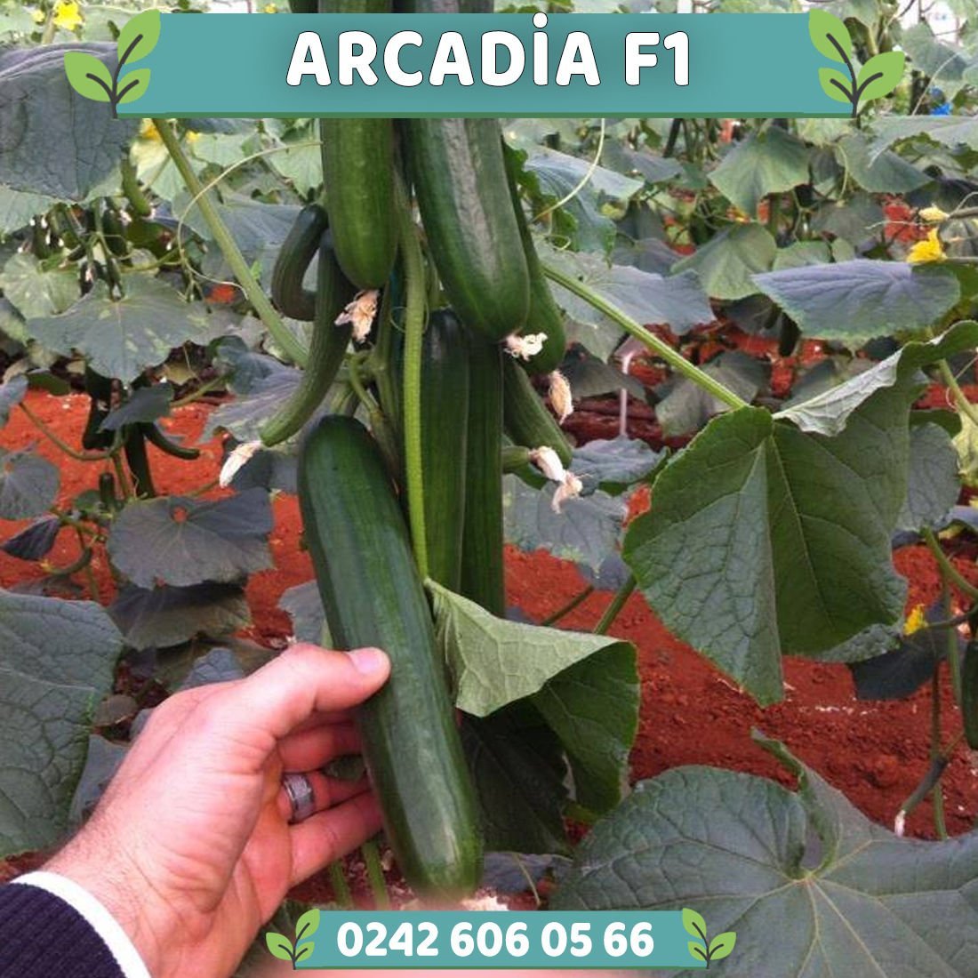 Arcadia F1 Multi Hıyar Fidesi