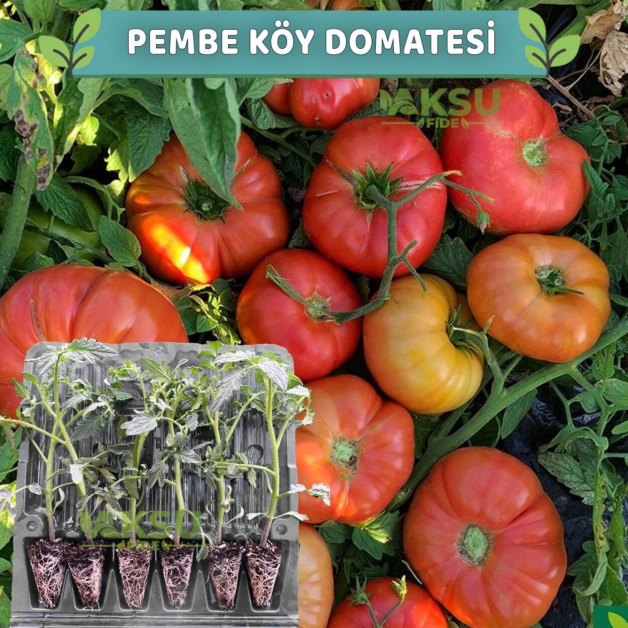 6 Adet Pembe Köy Domates Fidesi