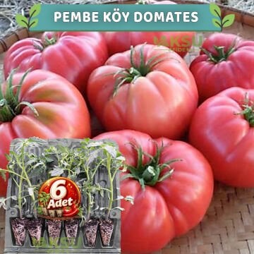 6 Adet Pembe Köy Domates Fidesi