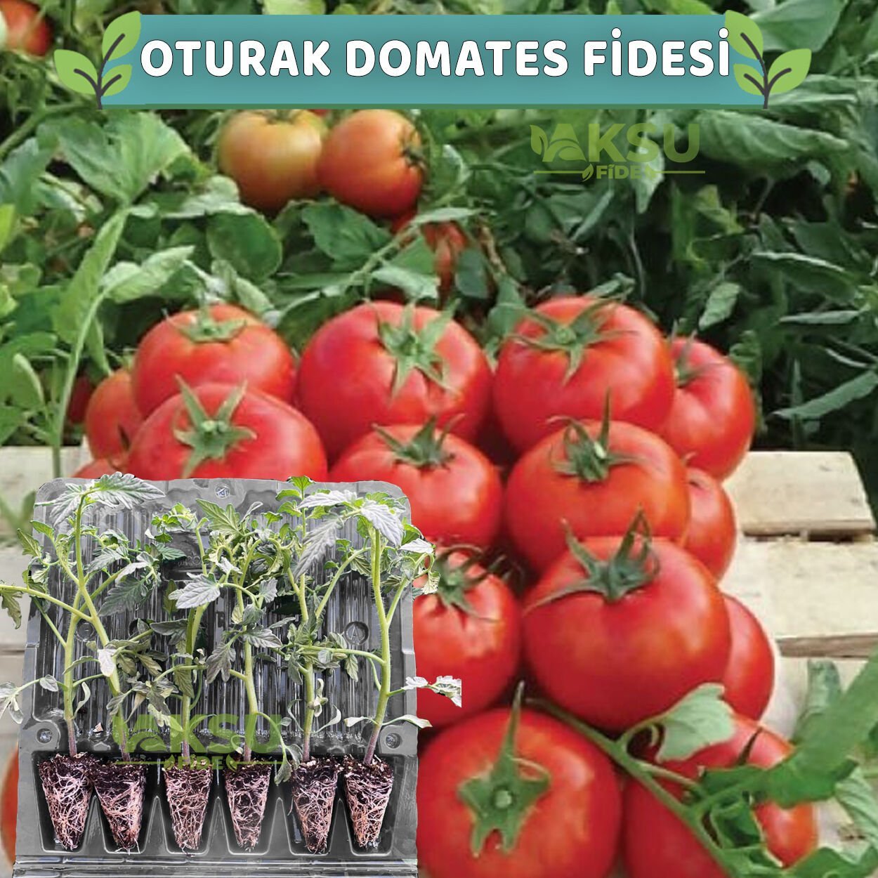 6 Adet Oturak Sofralık Domates Fidesi