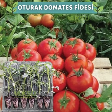 6 Adet Oturak Sofralık Domates Fidesi