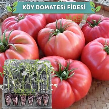 6 Adet Dilimli Köy Domatesi Fidesi