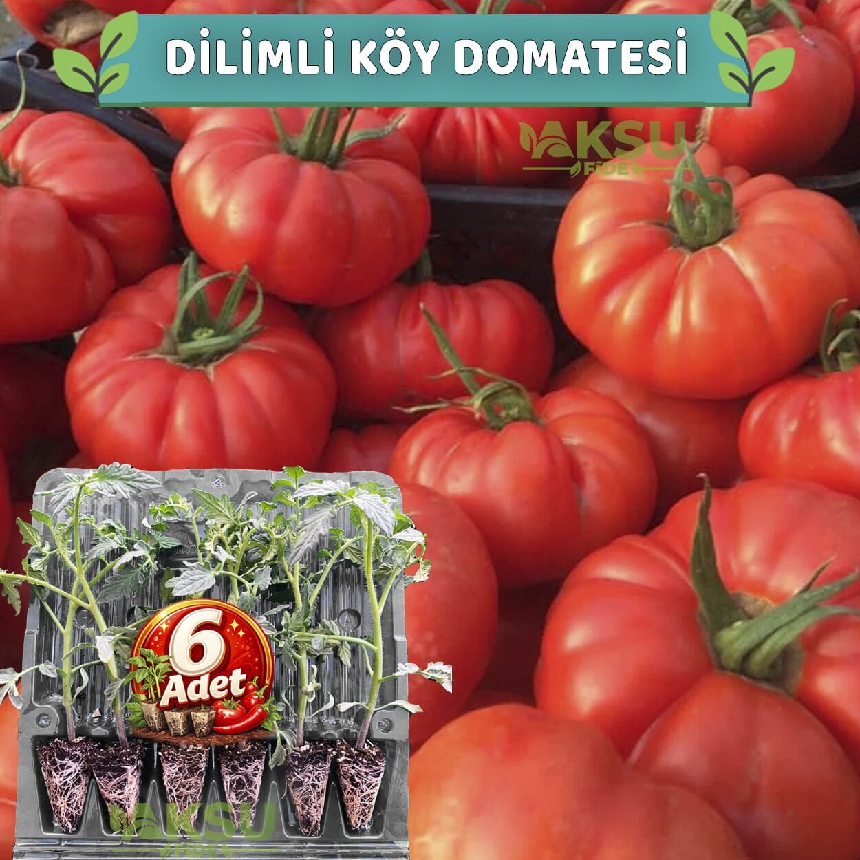 6 Adet Dilimli Köy Domatesi Fidesi