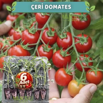6 Adet Çeri Domates Fidesi